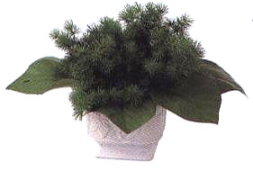 �������R�����w���ࡣ