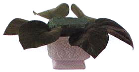 �Ȍ��ײ��A�ܾ��֞�6�ȷ֣�����6Ƭ�G�}�~䁵ס�