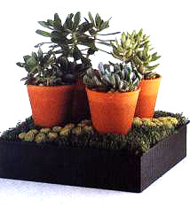 �����L�ĶY��