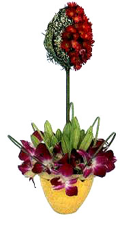 6  �ڻ��������̎����һȦ��ɫ��ʯ���m��ע��߶ȑ�(y��ng)���ڰٺϻ��١�