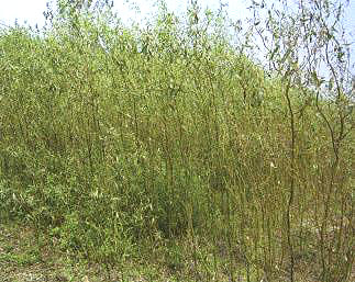 ���L�е�����