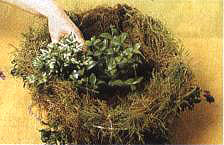 5���N�ϴ���ֲ�