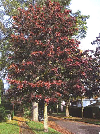 ���t�l����Ų����ֲ��