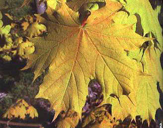 ��������˹�D��Ų���ʽ��Sɫ�~