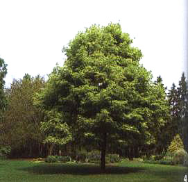 ���E�R��Ų����ֲ��