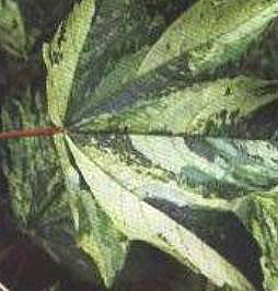 �����~���W�����~ɫ