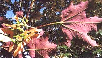 �����~���W�����~ɫ