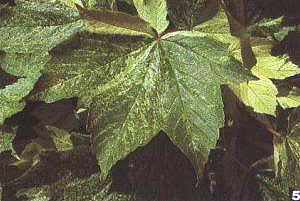 ����Ƥ�~���W�����~ɫ