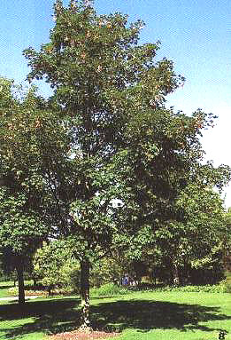 ���t�����W����ֲ��