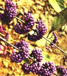 中華紫珠(Callicarpa cathayana)