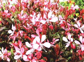 紫葉千鳥花(Gaura lindheimen‘Crimson Bunerny’)