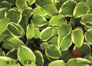 ���㻨��������