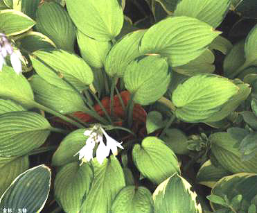 ����ˡ�����