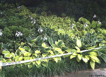 ����3��Ʒ�N��ֲ