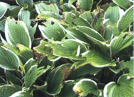 �ܲ��x�麦������