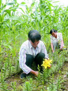 新型套種結(jié)碩果 玉米地里百合花艷