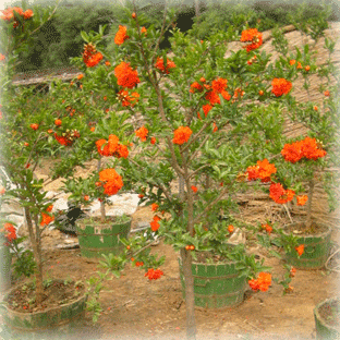 ĵ����ʯ���