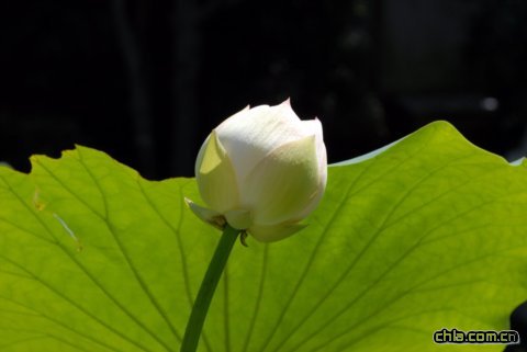 �A���@�ɻ�չ