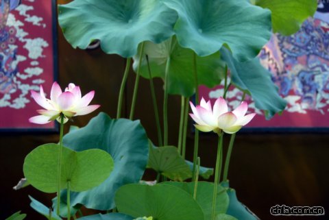 �A���@�ɻ�չ