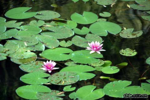 �A���@�ɻ�չ