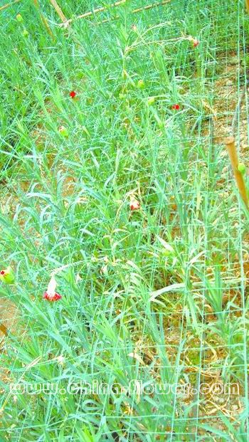 ����ܰ��砵�����Ⱦ�󲡠�