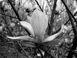 �ɺ�ֲ��@�c����ֲ��@(li��n)���������ɂ�ֲ����Ʒ�N