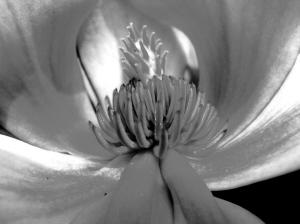 �ɺ�ֲ��@�c����ֲ��@(li��n)���������ɂ�ֲ����Ʒ�N