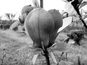 �ɺ�ֲ��@�c����ֲ��@(li��n)���������ɂ�ֲ����Ʒ�N