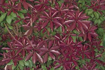 ���~�R��ľ