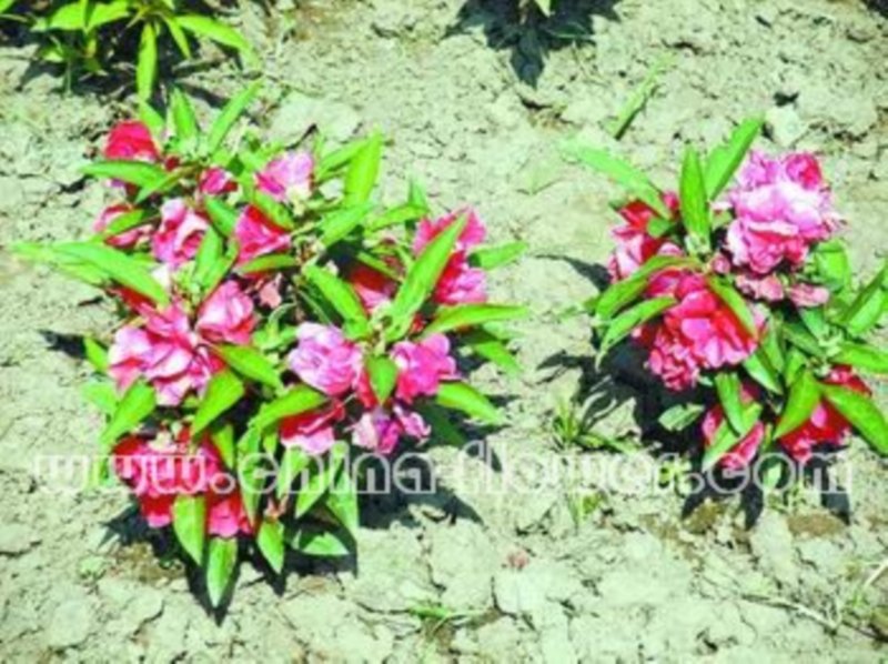 �x��ע�뼼�g���a(ch��n)���P�ɻ�