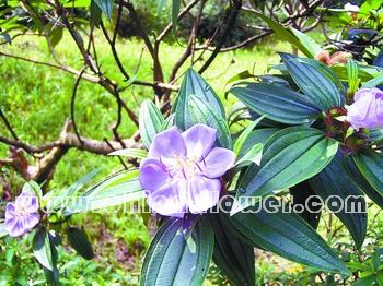 �V�ݵ؅^(q��)ֵ���ƏV�Ď׷N�l(xi��ng)����ľ