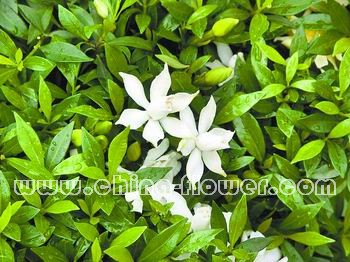 �V�ݵ؅^(q��)ֵ���ƏV�Ď׷N�l(xi��ng)����ľ