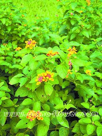 �V�ݵ؅^(q��)ֵ���ƏV�Ď׷N�l(xi��ng)����ľ