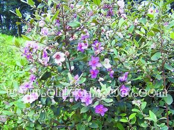 �V�ݵ؅^(q��)ֵ���ƏV�Ď׷N�l(xi��ng)����ľ