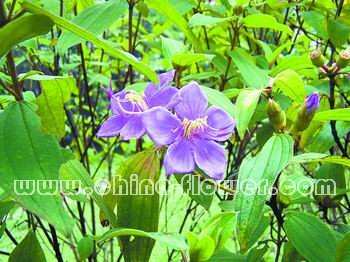 �V�ݵ؅^(q��)ֵ���ƏV�Ď׷N�l(xi��ng)����ľ