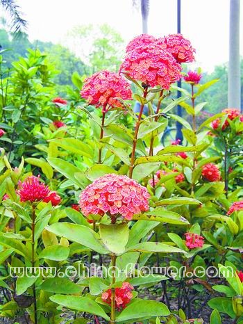 �V�ݵ؅^(q��)ֵ���ƏV�Ď׷N�l(xi��ng)����ľ