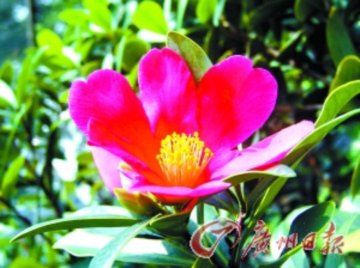 ���N�tɽ��