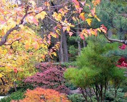 ����ɭ�ձ����@