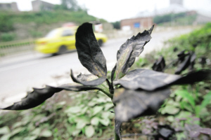 �߾�·�Ͽ�ή�Ę�(sh��)ľ