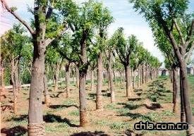 �����W�\(y��n)�G�������Ƽ�����