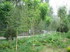 �����W�\�G�������Ƽ�����