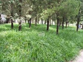 �����W�\(y��n)�G�������Ƽ�����