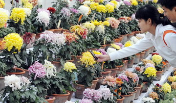 ����ľ�R�ջ�չ