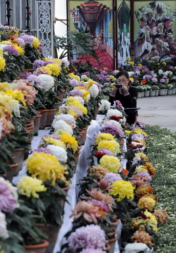 ����ľ�R�ջ�չ