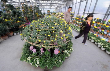 ����ľ�R�ջ�չ