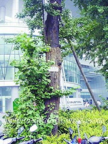 ��(f��)�Ѻ�Ř���