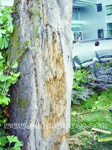 ��(f��)��ǰ�Ř���