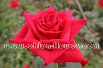 ���K�ȣ��Ї��t��