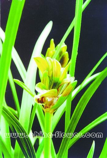 ��(gu��)�m��Ʒ�N��������ĵ��(�����m)