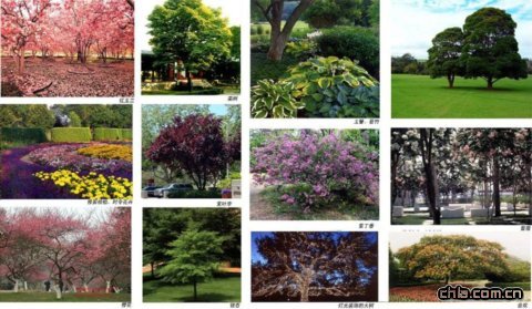 ����-ֲ��